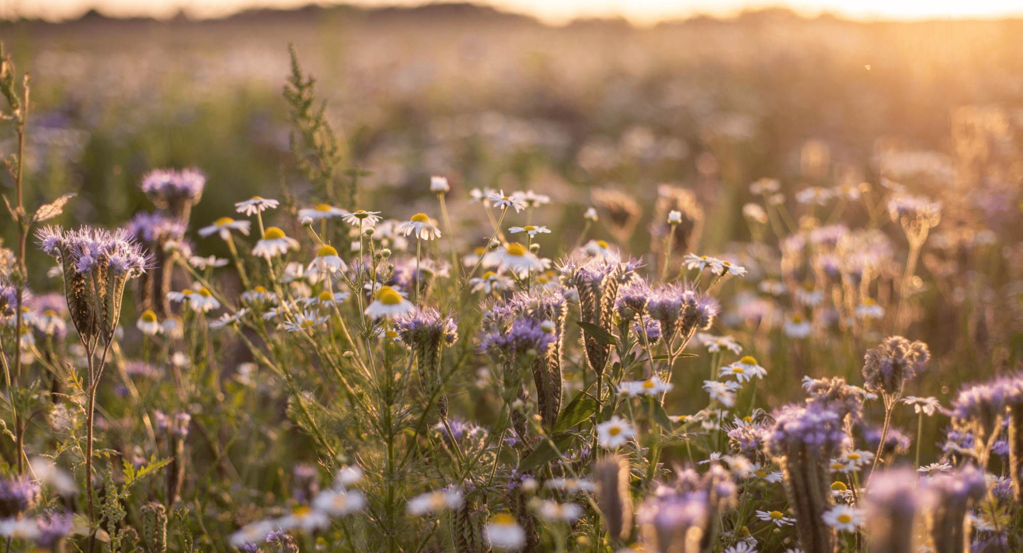 Пейзажи двора